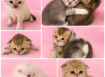 Litter B - Scottish Straight Kitten For Sale - Wellesley&comma; MA&comma; US