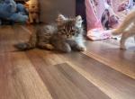Mekah - Siberian Kitten For Sale - Port Royal&comma; PA&comma; US