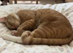 Chip - Domestic Cat For Adoption - Fairfax&comma; VA&comma; US