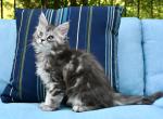 Me - Maine Coon Kitten For Sale - Holly&comma; MI&comma; US