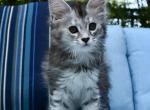 Fa - Maine Coon Kitten For Sale - Holly&comma; MI&comma; US