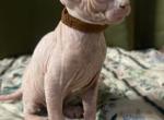 Mortal Sphynx - Sphynx Kitten For Sale - San Gabriel&comma; CA&comma; US