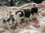 Bolt - Domestic Kitten For Sale - 