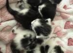 Bella - Domestic Kitten For Sale - 