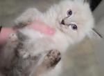 Saphira Lynx Point - Ragdoll Kitten For Sale - Eau Claire&comma; WI&comma; US
