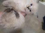Diamond Lynx Point - Ragdoll Kitten For Sale - Eau Claire&comma; WI&comma; US