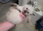 Ruby Seal Point - Ragdoll Kitten For Sale - Eau Claire&comma; WI&comma; US