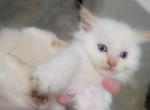 Timmy Flame Point - Ragdoll Kitten For Sale - Eau Claire&comma; WI&comma; US