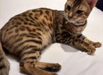 Nova - Bengal Kitten For Adoption - Staten Island&comma; NY&comma; US