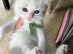 Available Bicolor Prince 3 - Ragdoll Kitten For Sale - Columbia&comma; MD&comma; US