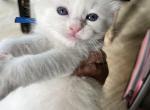 Available Bicolor Prince 4 - Ragdoll Kitten For Sale - Columbia&comma; MD&comma; US