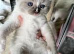 Available Seal Point Prince 1 - Ragdoll Kitten For Sale - Columbia&comma; MD&comma; US