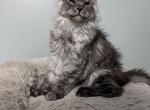 Girl - Maine Coon Kitten For Sale - Lisle&comma; IL&comma; US
