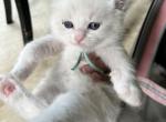 Available Bicolor Prince 5 - Ragdoll Kitten For Sale - Columbia&comma; MD&comma; US
