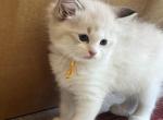 Available Bicolor Princess 1 - Ragdoll Kitten For Sale - Columbia&comma; MD&comma; US