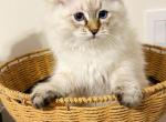 Kassiopeia - Siberian Kitten For Sale - 