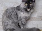 Kiwi - Maine Coon Cat For Sale/Retired Breeding - Clayton&comma; NC&comma; US