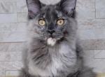 Kiwi - Maine Coon Cat For Sale/Retired Breeding - Clayton&comma; NC&comma; US