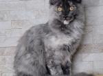 Kiwi - Maine Coon Cat For Sale/Retired Breeding - Clayton&comma; NC&comma; US