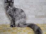 Kiwi - Maine Coon Cat For Sale/Retired Breeding - Clayton&comma; NC&comma; US