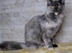 Kiwi - Maine Coon Cat For Sale/Retired Breeding - Clayton&comma; NC&comma; US
