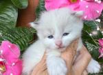 Sweet Baby - Ragdoll Kitten For Sale - Blacksburg&comma; VA&comma; US