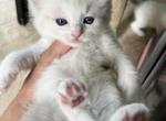 RESERVED Brunson's Princess - Ragdoll Kitten For Sale - Columbia&comma; MD&comma; US