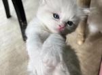 Available Bicolor Prince 2 - Ragdoll Kitten For Sale - Columbia&comma; MD&comma; US
