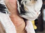 Roni - Persian Kitten For Sale - Joplin&comma; MO&comma; US