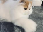 Red and white boy - Persian Kitten For Sale - 