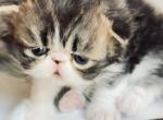 Zazzaa - Persian Kitten For Sale - Joplin&comma; MO&comma; US
