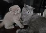 Marsik - Scottish Fold Kitten For Sale - Philadelphia&comma; PA&comma; US