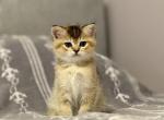 Scottish Straight Boy - Scottish Straight Kitten For Sale - Orlando&comma; FL&comma; US