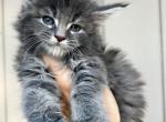 Taylor - Maine Coon Kitten For Sale - 