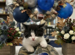 Shorty - Munchkin Kitten For Sale - Westfield&comma; NY&comma; US