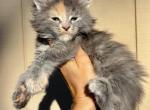 Laila - Maine Coon Kitten For Sale - 