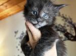 Orion black smoke male - Maine Coon Kitten For Sale - 