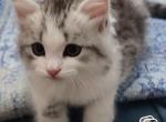 Xenia - Siberian Kitten For Sale - New York&comma; NY&comma; US