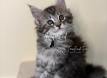 Kristoff Polydactyl Black Silver Tabby Maine Coon - Maine Coon Kitten For Sale - Villa Rica&comma; GA&comma; US