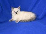 Jolynes litter - Ragdoll Kitten For Sale - WI&comma; US