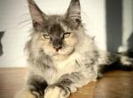 Glinda blue smoke tortie - Maine Coon Kitten For Sale - Riverside&comma; CA&comma; US