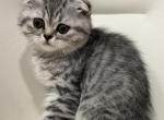 Oreo2 - Scottish Fold Kitten For Sale - Yardley&comma; PA&comma; US