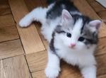Xander - Siberian Kitten For Sale - New York&comma; NY&comma; US