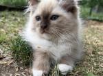 Azalea - Ragdoll Kitten For Sale - Saugerties&comma; NY&comma; US