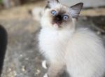 Aspen - Ragdoll Kitten For Sale - Saugerties&comma; NY&comma; US