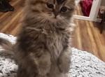 RubyRed - Persian Kitten For Sale - Cayce&comma; SC&comma; US