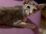 Female tortie - Oriental Kitten For Sale - Medina&comma; OH&comma; US