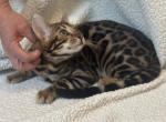 Bengal kitty - Bengal Kitten For Sale - 