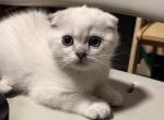 Scottish Fold male kitten - Scottish Fold Kitten For Sale - Sterling&comma; VA&comma; US