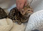 Bengal kittens - Bengal Kitten For Sale - 